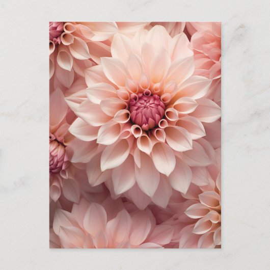 soft pastel colored dahlia flower  postkarte (Vorderseite)