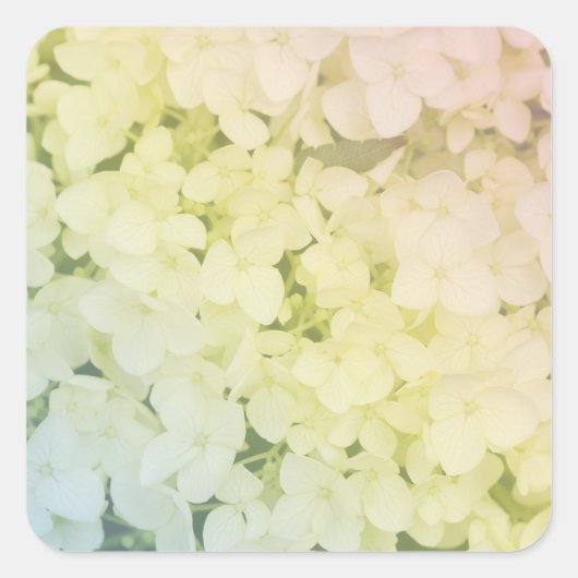  Soft Pastel Rainbow Hydrangea Quadratischer Aufkleber (Vorderseite)