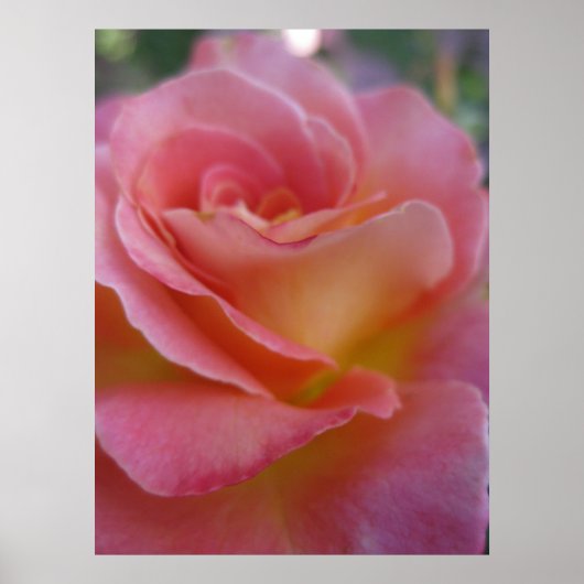 Soft Peach (1) Poster (Vorne)