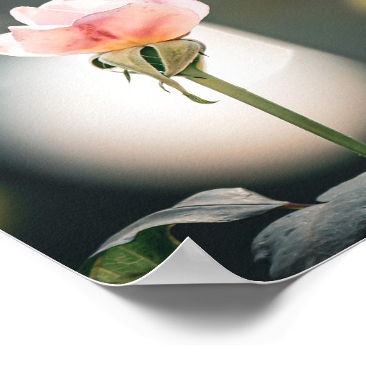 Soft Petals, Gentle Glow 🌸 Poster (Ecke)