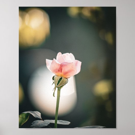 Soft Petals, Gentle Glow 🌸 Poster (Vorne)