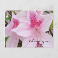 Soft Pink Azaleas - Danke Postcard