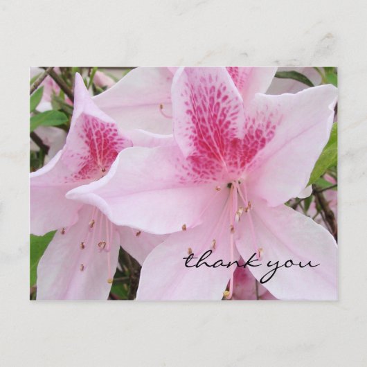 Soft Pink Azaleas - Danke Postcard Postkarte (Vorderseite)
