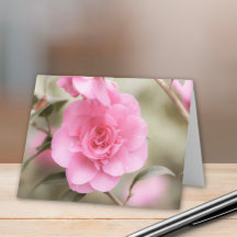Soft Pink Camellia-Blume