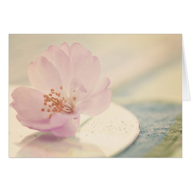 Soft Pink Cherry Blossom Blume (Vorderseite (Horizontal))