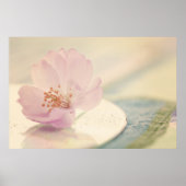 Soft Pink Cherry Blossom Blume Poster (Vorne)