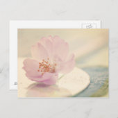 Soft Pink Cherry Blossom Blume Postkarte (Vorne/Hinten)
