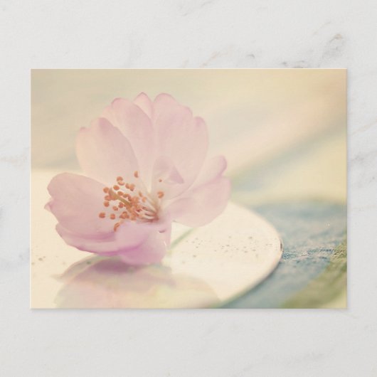 Soft Pink Cherry Blossom Blume Postkarte (Vorderseite)