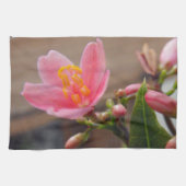 Soft Pink Jatropha Blume Küchentuch (Horizontal)