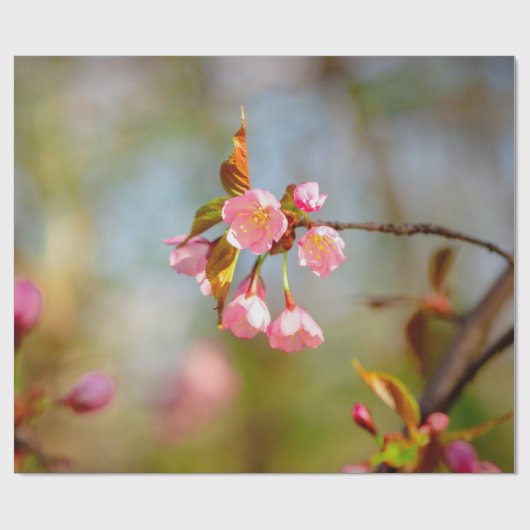 Soft Pink Tender Sakura Blume Geschenkpapier (Flach)