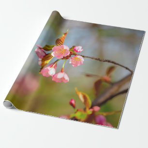Soft Pink Tender Sakura Blume Geschenkpapier