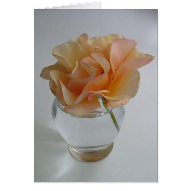 Soft Rose (Vorne)