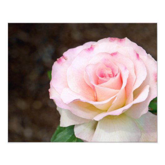 Soft Rose Fotodruck (Vorne)