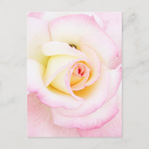 Soft Rose Postkarte