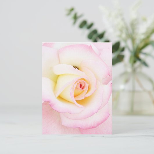 Soft Rose Postkarte (Stehend Vorderseite)
