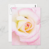 Soft Rose Postkarte (Vorne/Hinten)