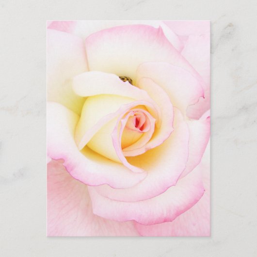 Soft Rose Postkarte (Vorderseite)
