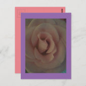 Soft Rose Postkarte (Vorne/Hinten)