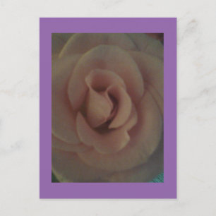 Soft Rose Postkarte
