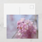 Soft Sakura Whispers Postkarte (Vorne/Hinten)