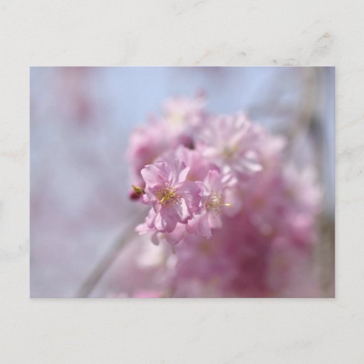 Soft Sakura Whispers Postkarte (Vorderseite)