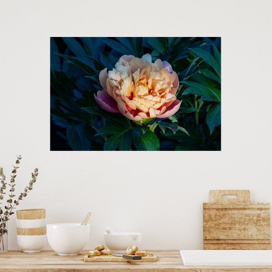 Soft Splendor: Peach Peony Fotografy Poster (Küche)