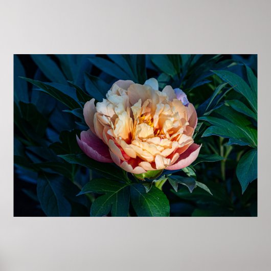 Soft Splendor: Peach Peony Fotografy Poster (Vorne)