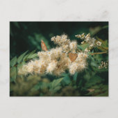 Soft White Blossoms with Butterflies Postkarte (Vorderseite)