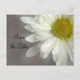Soft White Daisy auf der grauen Hochzeit Speichern Ankündigungspostkarte