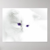 Soft White Kitten with Purple Eyes Poster (Vorne)