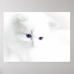 Soft White Kitten with Purple Eyes Poster