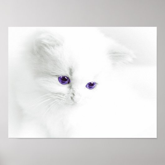 Soft White Kitten with Purple Eyes Poster (Vorne)