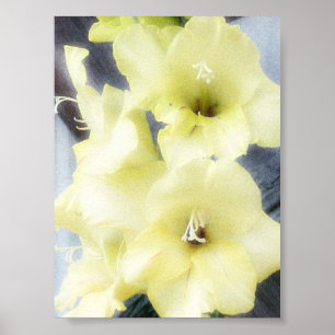 Soft Yellow Gladiolas Poster