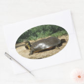 Softshell Turtle Ovaler Aufkleber (Umschlag)