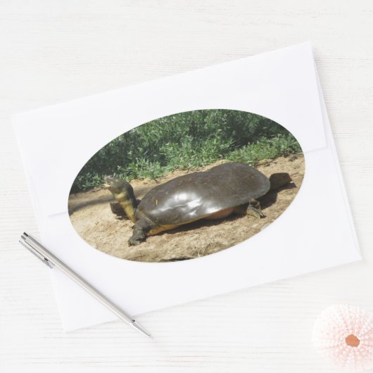 Softshell Turtle Ovaler Aufkleber (Umschlag)
