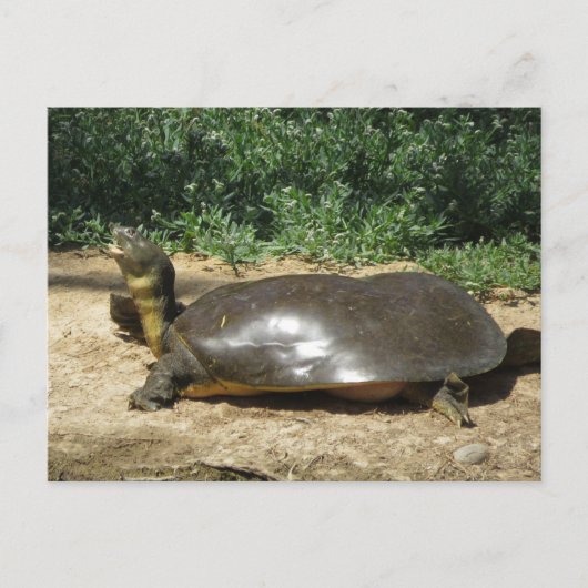 Softshell Turtle Postkarte (Vorderseite)