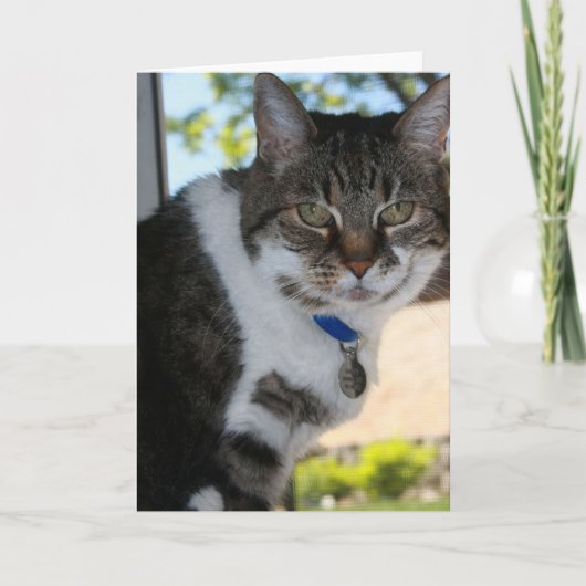 Softy Blank Grußkarte Karte (Vorderseite)