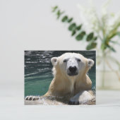 Soggy Polar Bear Postkarte (Stehend Vorderseite)
