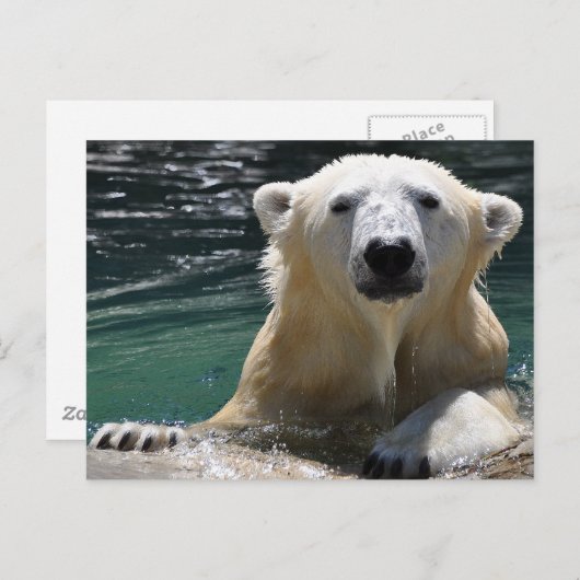 Soggy Polar Bear Postkarte (Vorne/Hinten)