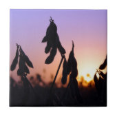 Sojabohnen bei Sonnenuntergang Fliese (Vorderseite)