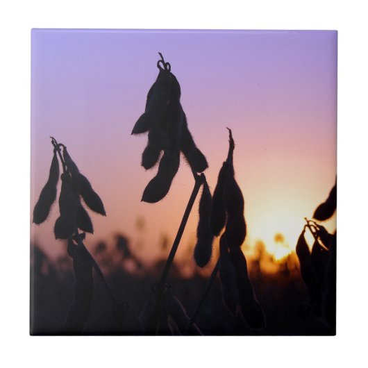 Sojabohnen bei Sonnenuntergang Fliese (Vorderseite)