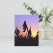 Sojabohnen bei Sonnenuntergang Postkarte (Stehend Vorderseite)