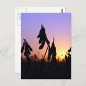 Sojabohnen bei Sonnenuntergang Postkarte (Vorne/Hinten)