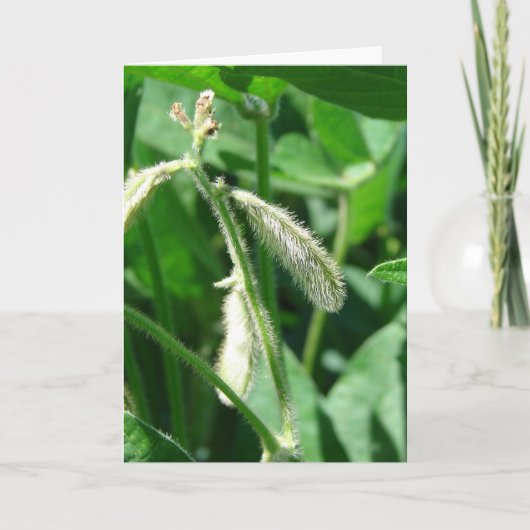 Sojabohnen Karte (Vorderseite)