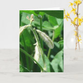 Sojabohnen Karte (Gelbe Blume)