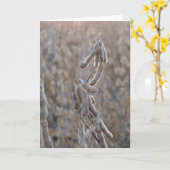 Sojabohnen Karte (Gelbe Blume)