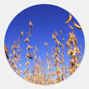 Sojabohnen Runder Aufkleber
