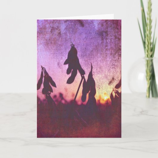 Sojabohnen-Sonnenuntergang Karte (Vorderseite)