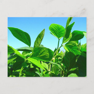 Sojapflanzen wachsen unter blauem Himmel Postkarte