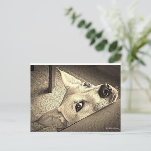 Sokka Davis Postcard Postkarte (Stehend Vorderseite)